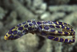 Blue ring Octopus trying to outswim the flounder that sub... by Richard Smith 